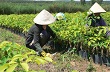 Kon Tum hỗ trợ đồng bào dân tộc thiểu số trồng cao su tiểu điền